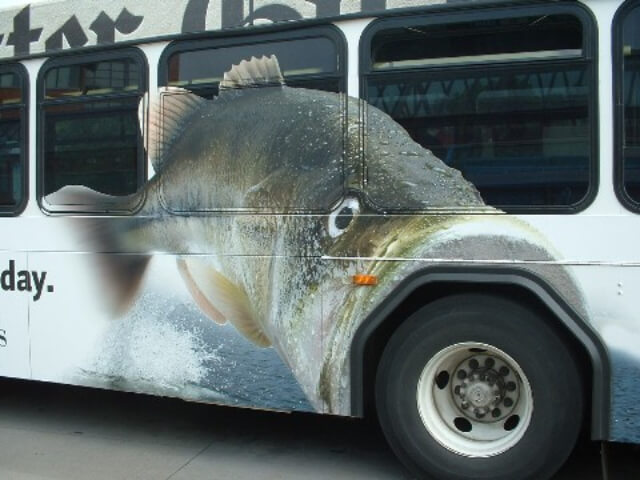 Fish eating bus tyre